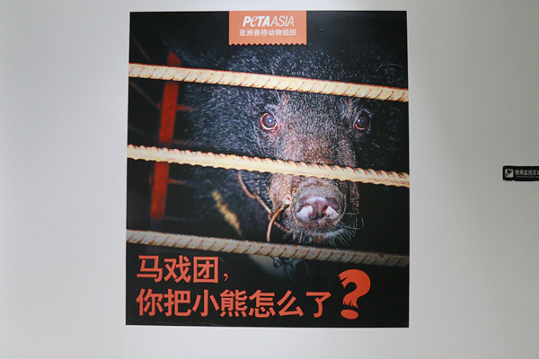 罗海琼参与PETA“自由的熊”艺术展，呼吁关注马戏团小熊的困境