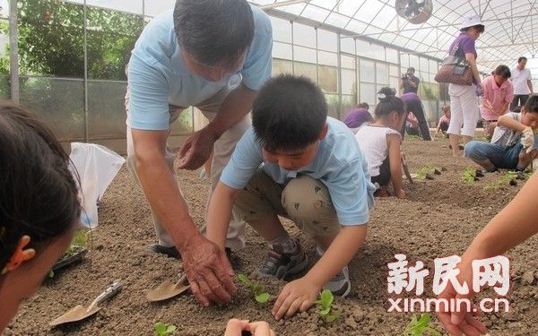 图说：下田间播种，对于很多崇明小朋友也是第一次，爷爷从旁指导。新民网记者 李若楠 摄