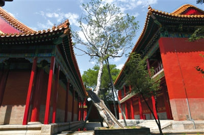 8月15日，尚未开放的故宫慈宁花园修缮工程已经竣工。新京报记者 浦峰 摄