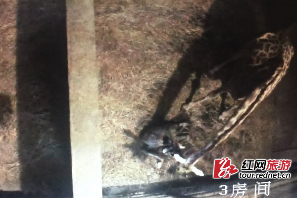 长沙生态动物园内生机盎然 增多处美丽墙绘（图）