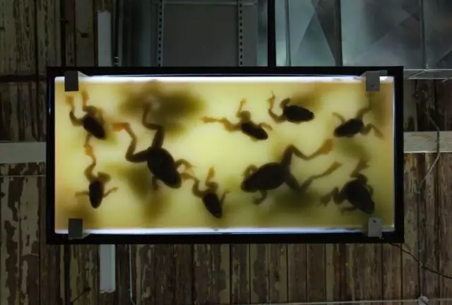 形式的梦想：走入现代艺术的新纪元